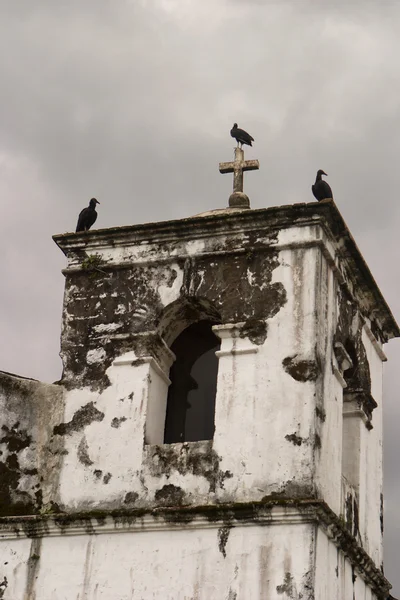Vultures On Church Tower — Stock Photo, Image