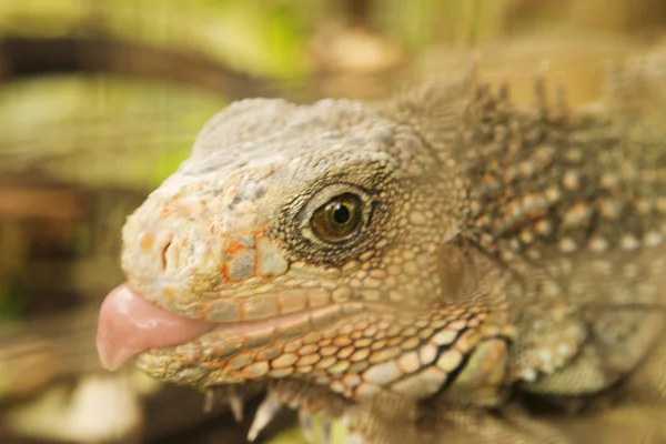 Dettaglio Panama Iguana — Foto Stock