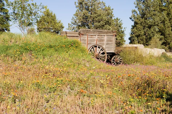 Vagn i blomma fältet — Stockfoto