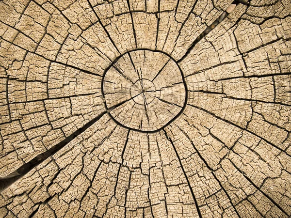 Trädet ringar med sprickor — Stockfoto