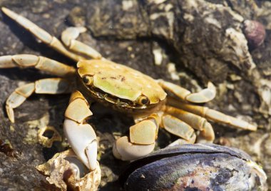 Beach Crab With Mussel clipart