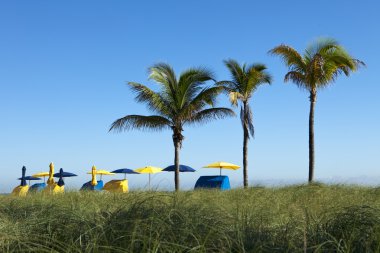 Palm Trees With Umbrellas clipart