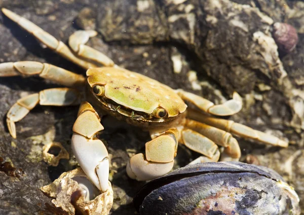 stock image Beach Crab With Mussel