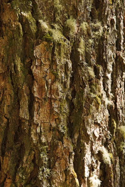 Кора дерева с мхом, вертикаль — стоковое фото