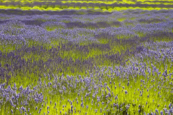 stock image Lavender Fields