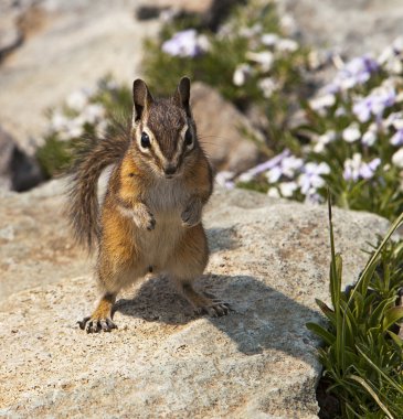 Mountain Chipmunk clipart