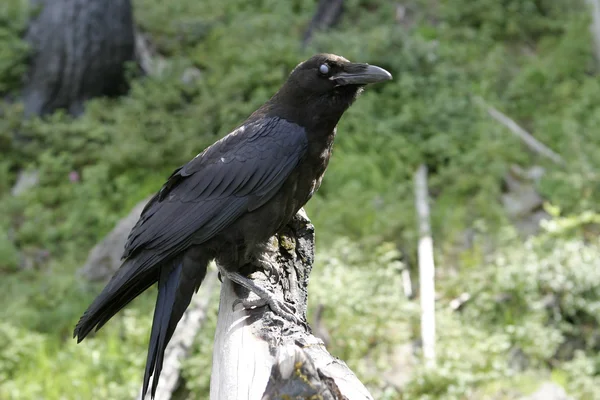 Black Raven With Blue Eye — Stock Photo, Image