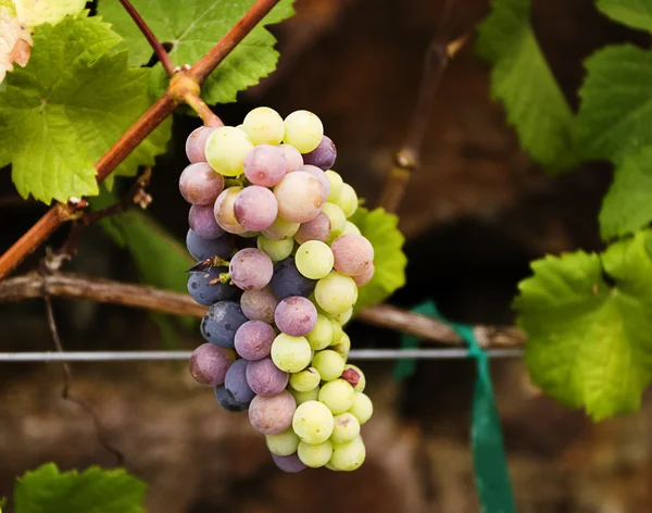 Grape Cluster — Stock Photo, Image