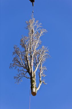 Poplar Tree Removal clipart