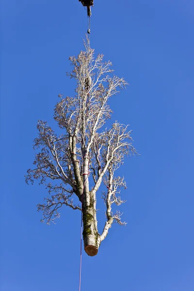 Îndepărtarea copacilor de plop — Fotografie, imagine de stoc