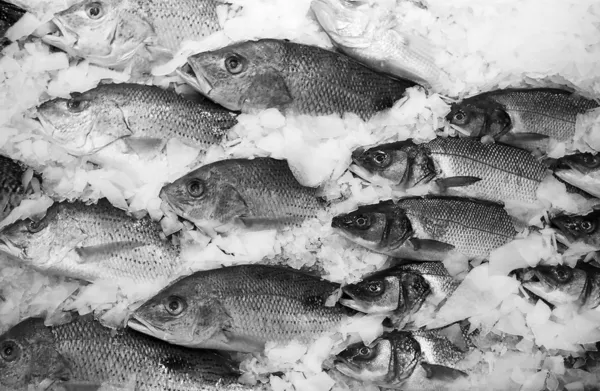 Escola de peixes no gelo — Fotografia de Stock