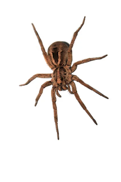 A wolf spider ready to pounce. — Stock Photo, Image