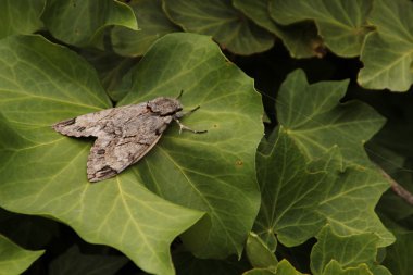 Grey moth on green leaves clipart