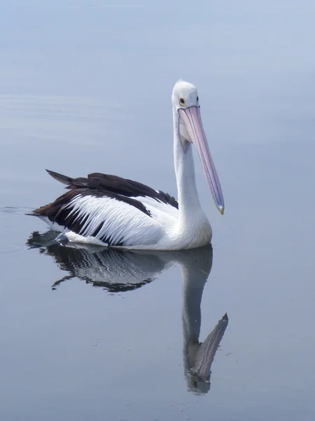 Pelican swimming — Stock Photo, Image
