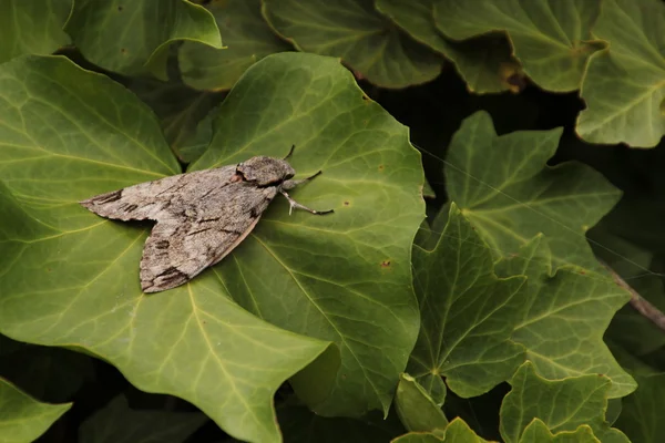 Grijze nachtvlinder uit op groene bladeren — Stockfoto