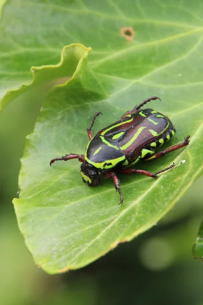 XPTitle: Black and Yellow Fiddler Beetle — Stock Photo, Image