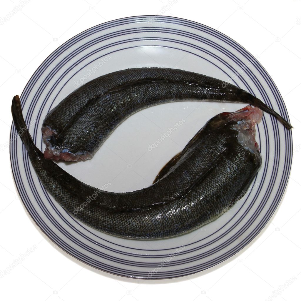 Two fresh headless fish (flathead) on a pale blue plate