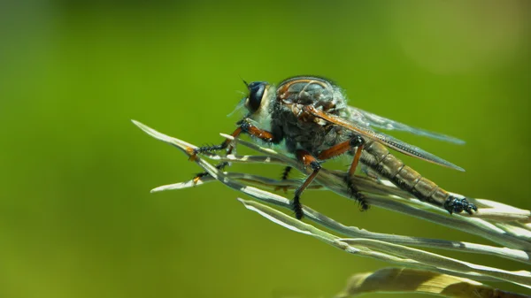 Robber Fly ? ready for take off — Stock Photo, Image
