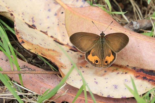 Papillon brun — Photo