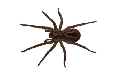 Wolf Spider over head view clipart