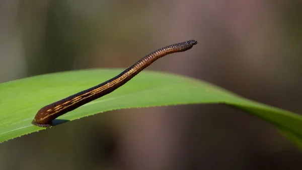 Leech stretching on a green leaf — Stock Photo, Image