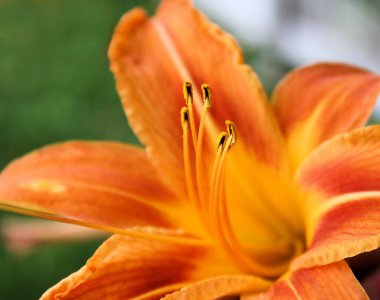 Garden Lily clipart