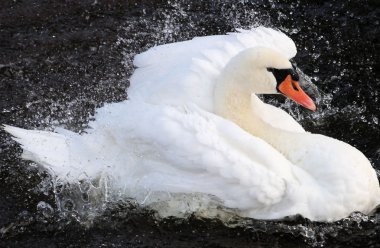 Beautiful Swan clipart