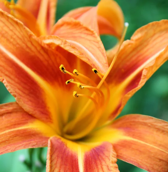 stock image Garden Daylily