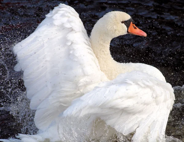 Beautiful Swan — Stock Photo, Image