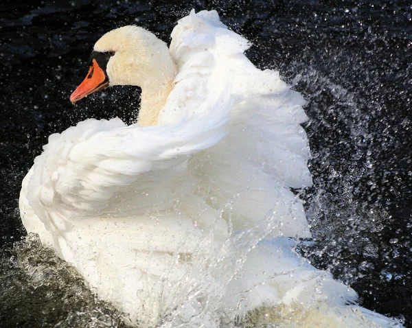 Beautiful Swan — Stock Photo, Image