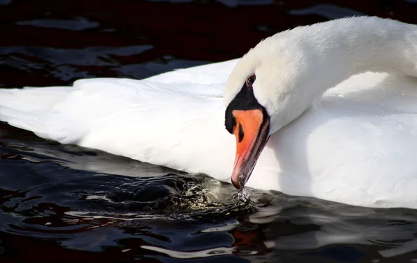 Cisne gracioso — Fotografia de Stock