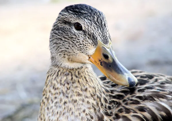 Mallard Duck Female — Stock Photo, Image