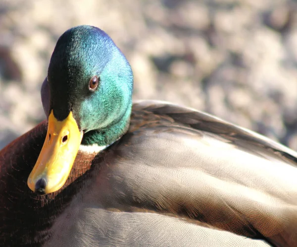 Mallard Duck - male — Stock Photo, Image