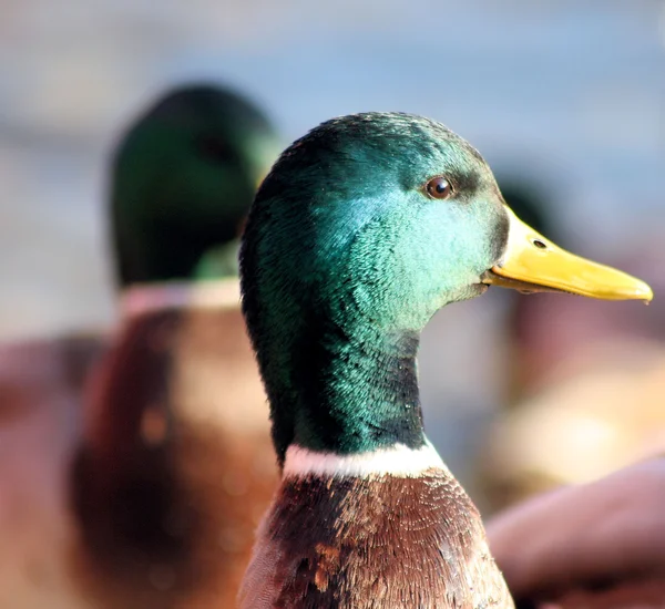 Mallard duck - mannelijke — Stockfoto