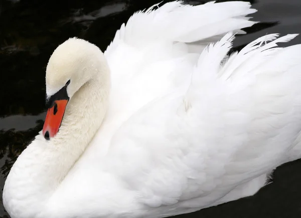 Elegant Swan — Stockfoto