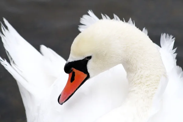 Elegante cisne —  Fotos de Stock