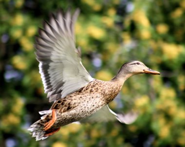 Mallard Duck In Flight clipart