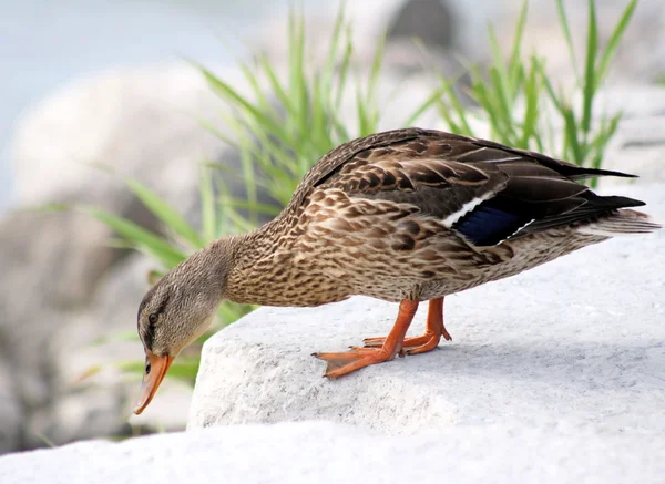Mallard Duck - female — Stock Photo, Image