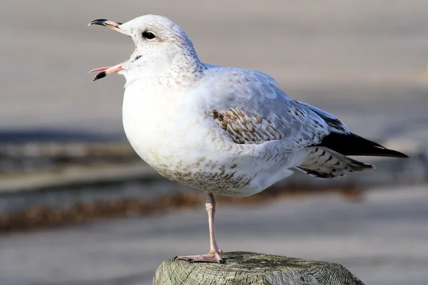 The Vocal Seagull — Stock Photo, Image