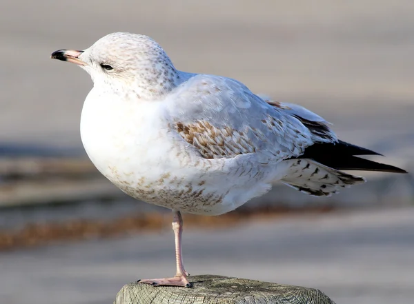 Seagull rusten op de pier — Stockfoto