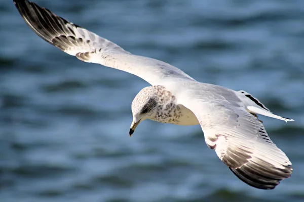 Seagull in vlucht over de Oceaan — Stockfoto