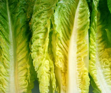 Romaine Marul