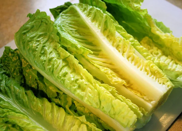 Romainischer Salat — Stockfoto