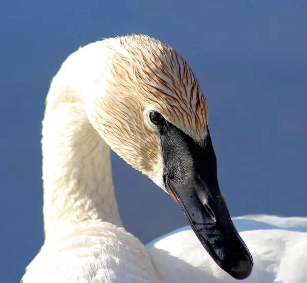 Trumpetaren swan — Stockfoto
