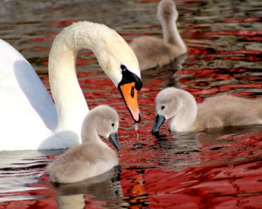 Mother Swan And Her Young clipart