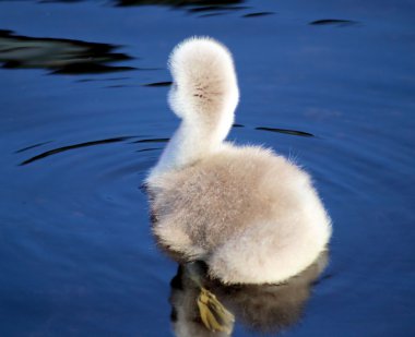 The Independant Baby Swan clipart