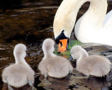Mother Swan And Her Young