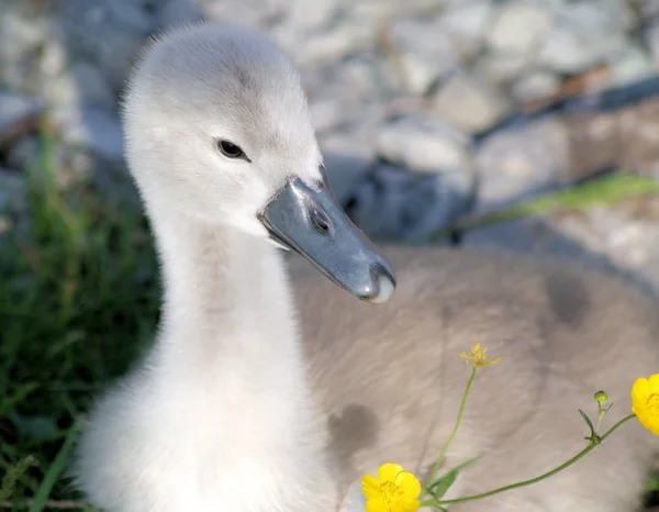 Baby labuť - mezi kvítím — Stock fotografie