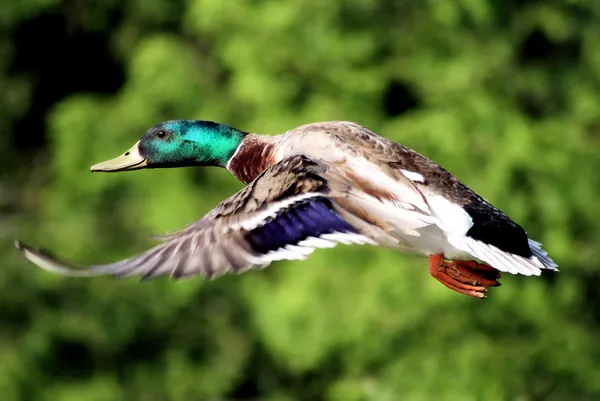Canard colvert volant librement — Photo