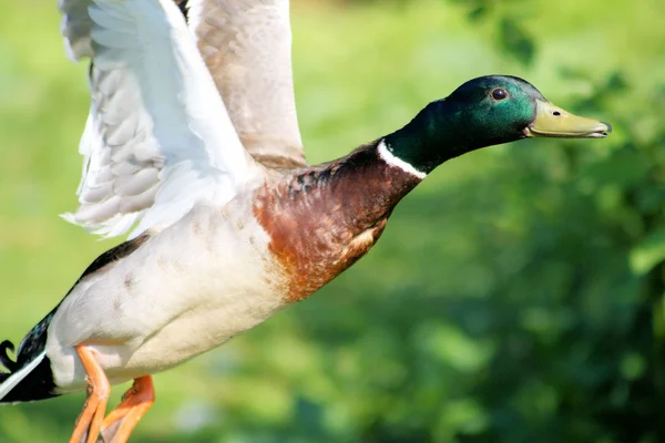 Mallard Duck Flying Free — Stockfoto